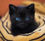 Премьера фильма «Черная пантера» спровоцировала резкое повышение спроса на черных котов в США